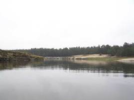 сосновый лес и берег, удобный для швартовки и стоянки появляется справа в 2-3 км за д. Витковичи.