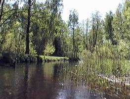 В средней части реки есть твердый сухой берег с редким лиственным лесом.