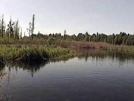 Берега реки Копань заболоченные, с луговой растительностью и редкими стволами мертвых деревьев.